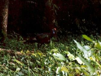 Animal Wallpaper Wild Turkey Pictures