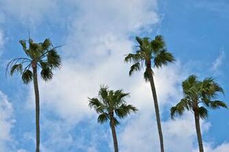 Palm Tree iPhone Wallpaper California Trees