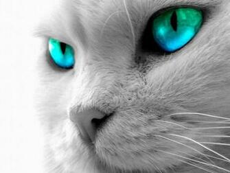 Animals Zoo Park Black Cat Eyes Wallpaper Blue Yellow