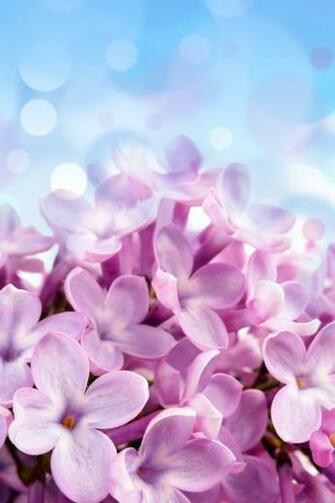 Spring Pink Blue Flowers iPhone Retina Wallpaper X