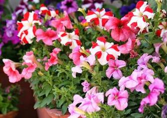 Spring Season Pictures In India