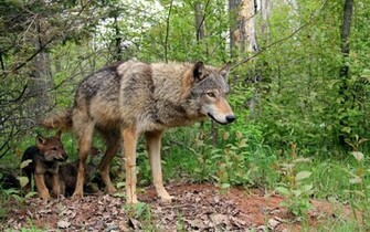 Back To Wolf Facts And Information Wallpaper HD Next Image