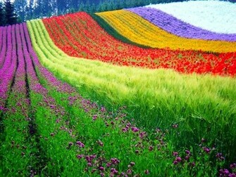 Wallpaper Beautiful And Amazing Natural HD Green