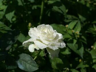 White Roses Background Image