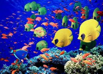 Underwater Sea Creatures And Other Animals Wallpaper