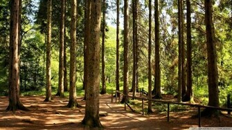 Way Through The Woods Wallpaper