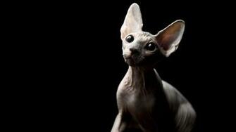 Sphynx Cat UHD 4k Wallpaper