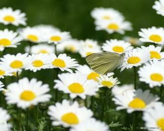 Desktop Background Daisy Great World