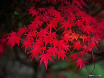 Big Size Herbst Wallpaper Desktop Background