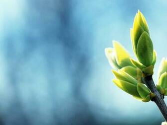 Flower Powerpoint Background Wallpaper Ppt