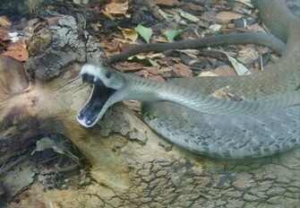 Amazing Black Mamba Snake Facts