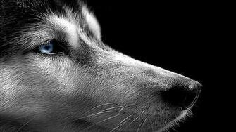 Husky On The Black Background Wallpaper And Image