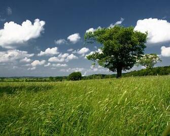 Meadow Wallpaper Desktop