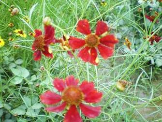 Maroon Flowers Wallpaper