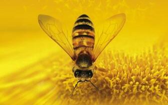 Choose I Need Honey Or Find Similar Wallpaper In Animals Pack This