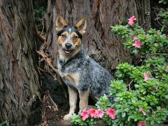 Desktop Wallpaper Animals Background Trixie Blue Heeler