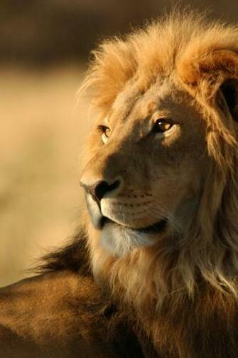 Lion Simply Beautiful iPhone Wallpaper