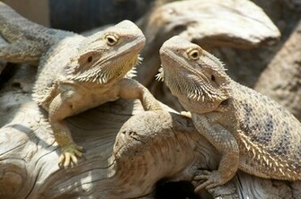 Bearded Dragon