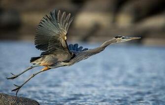 Wallpaper Water Bird Wings Beak Great Blue Heron Image For