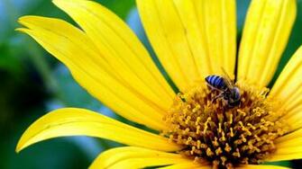 Big Yellow Flower Wallpaper HD
