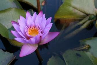Lotus Flower HD Wallpaper High Definition iPhone