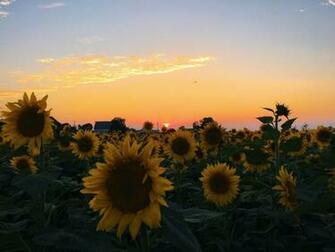 Sunflower Sunset Caitymiller With Image Sky