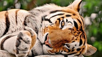 Cute Tiger Wallpaper Widescreen Cool Walldiskpaper