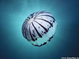 Jellyfish Wallpaper Underwater Jellyfishes