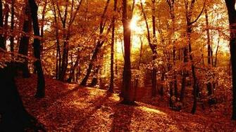 Autumn Forest Wallpaper For Desktop Net