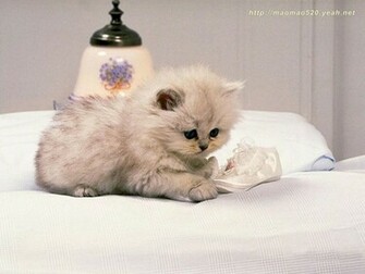 Cute Kitten Wallpaper Kittens