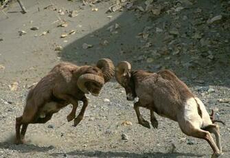 Bighorn Sheep Wallpaper X Net