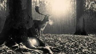 Black Forest HD Wallpaper