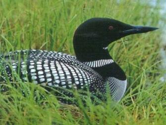 My Wallpaper Nature Common Loon Duck
