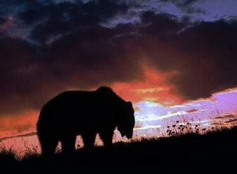 Buffalo Wallpaper Desktop Background