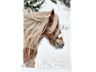 Clydesdale Wallpaper