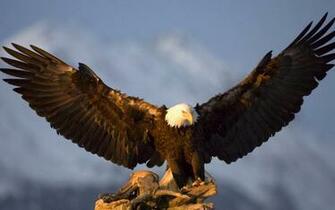 HD Eagle Wallpaper With Big Spreading His Wings Background