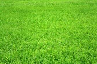 Wallpaper Green Grass Texture Desktop