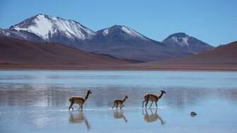 Wallpaper Lama Laguna Blanca Bolivia Mountains Animals