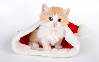 Cute Cat Desktop Wallpaper