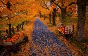 Wallpaper Autumn Nature Pumpkin Image For Desktop Section