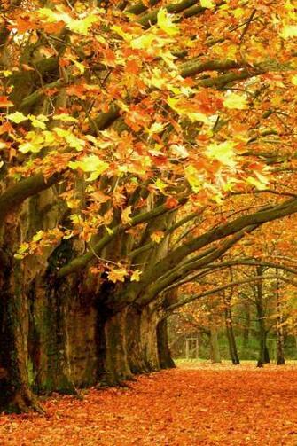 Autumn Leaves iPhone Wallpaper HD