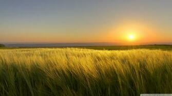 Wallpaper S Collection Sunny Day