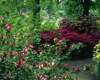 Screensavers Flower Gardens