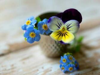 Pansy Flowers Wallpaper HD Pictures One
