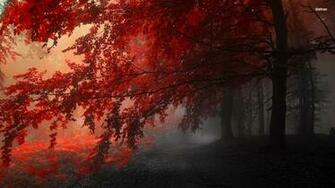 Wallpaper Foggy Autumn Forest Nature Jpg