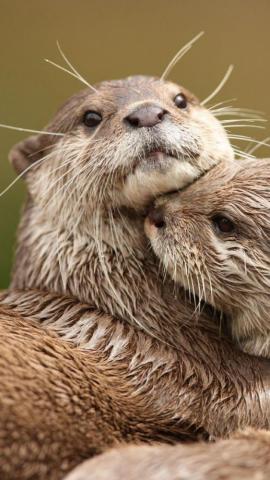 Cute Otter Quotes