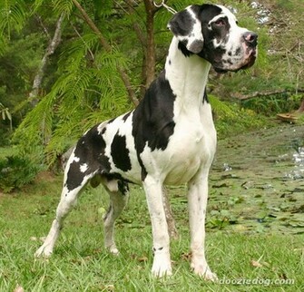 Great Dane Dogs And Puppies Wallpaper