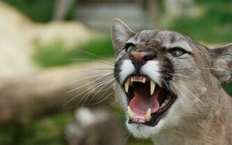 Cougar Computer Wallpaper Desktop Background Id