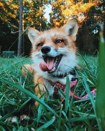Juniper The Red Fox Pet Animals Funny Animal Pictures