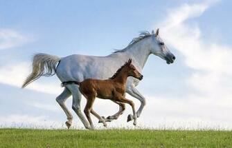 Purebred Arabian Horse Galloping High Quality Wall Murals With